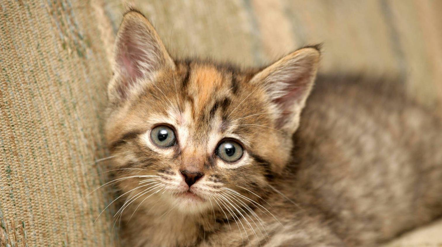 原创猫咪可爱又高冷,不是所有人都适合养育,看看你符合条件了没?