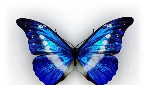 地球上10大最美丽的蝴蝶, 第四160万一只, 第一在我国