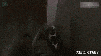 原创被猫抓住的老鼠, 为了逃生, 真是八仙过海各显神通啊