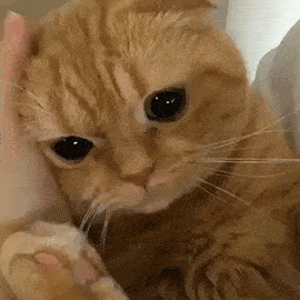 270_270gif 动态图 动图