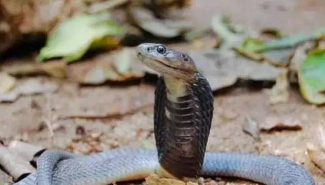 原创莫桑比克射毒眼镜蛇能喷射毒液, 却喜欢用装死逃避猎食