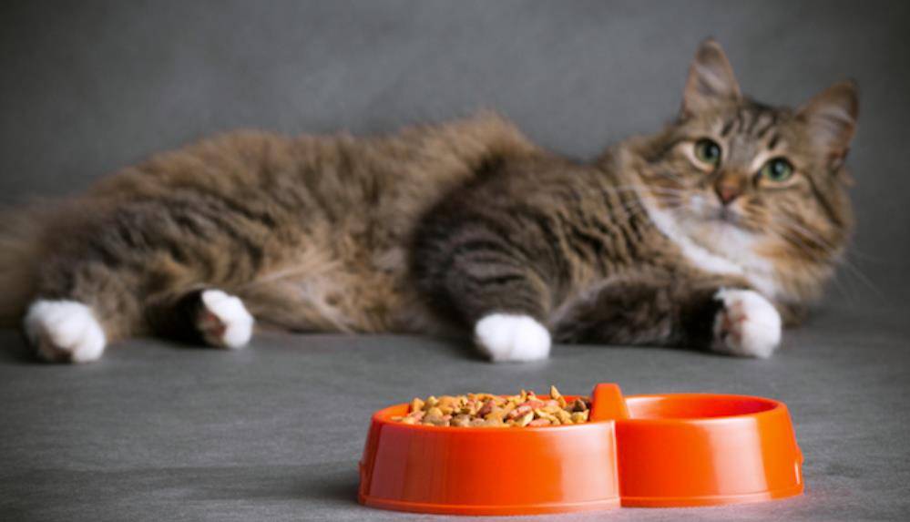 猫咪有特定的饮食需求,甚至不同的猫咪对食物的摆放也有偏好.