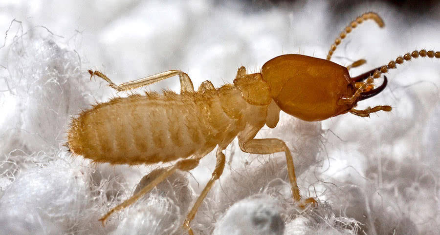 原创白蚁蚁后能活多久它是如何建立一个白蚁王国的