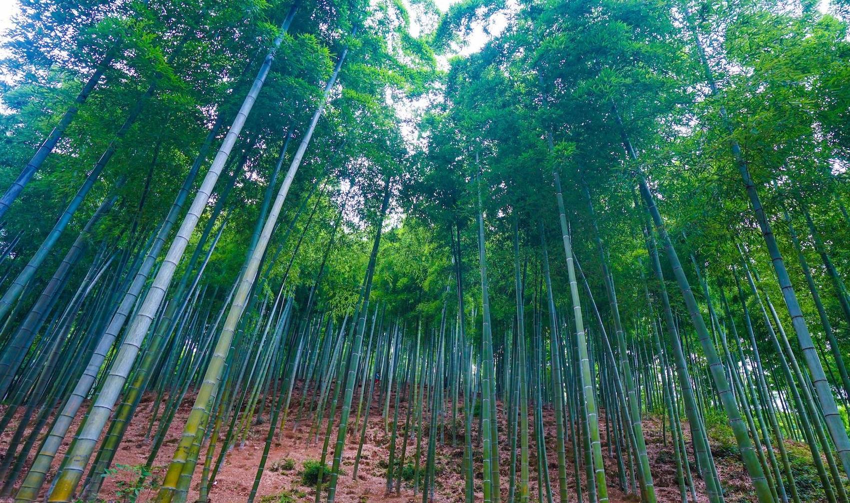 浙江最著名的大毛竹基地,一万亩竹林里,生长着国内最大的毛竹