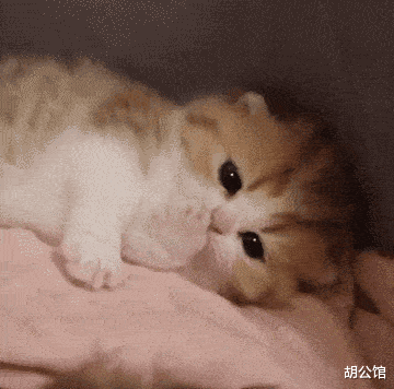 原创新生的小奶猫除了吃便是睡,软萌可爱的样子不愧是宠物界的萌主