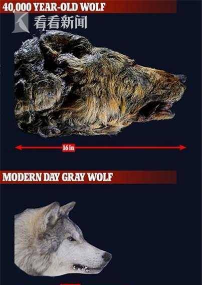 40厘米巨狼头惊现西伯利亚 来自4万年前保存完整