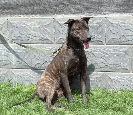 四川凉山猎犬起源于四川凉山地区,是彝族同胞常用的捕猎犬,凉山猎犬