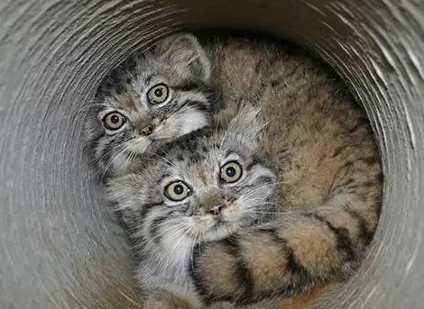 表情恶狠狠的帕拉斯猫,真的是世上最凶猛的猫,你见过吗?