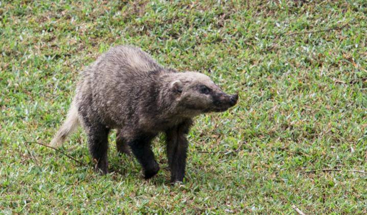 农村老人常说的"獾八狗子"是什么物种?早先经常出现在坟地里_动物