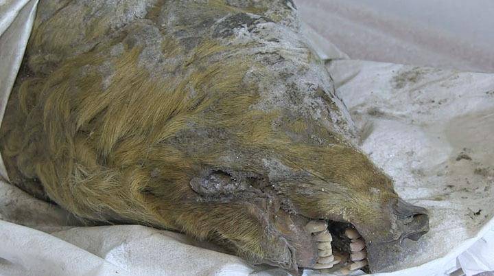 原创西伯利亚挖出4万年前巨型狼头,长达40厘米,是现代狼一倍!