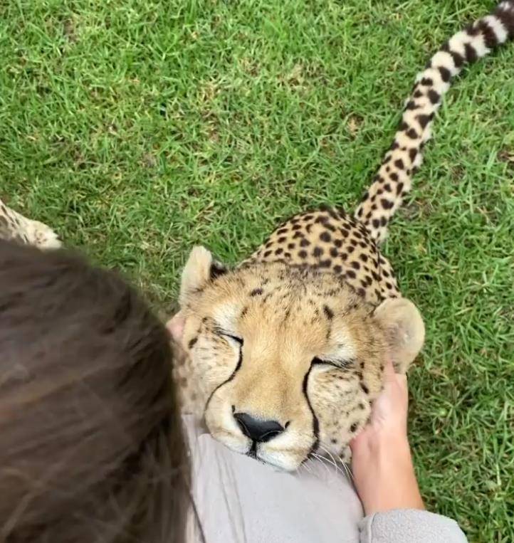 猎豹主动撒娇,随便怎么摸都不生气,网友被萌翻:好像一只猫