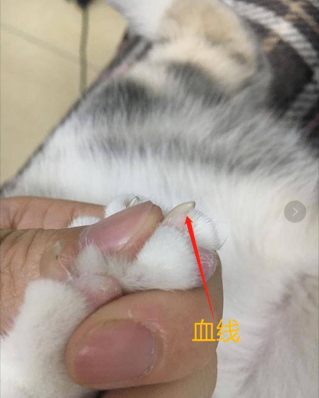 给猫咪剪指甲的时候一定要注意,不要剪得太多,猫咪的指甲上是由一个