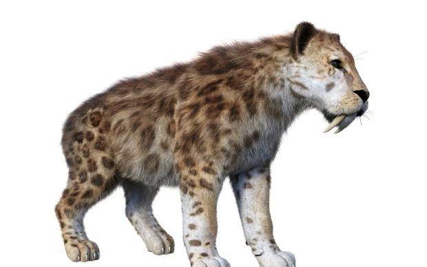 原创319公斤狮虎杂交巨兽堪称世界上最大的猫科动物,比肩剑齿虎