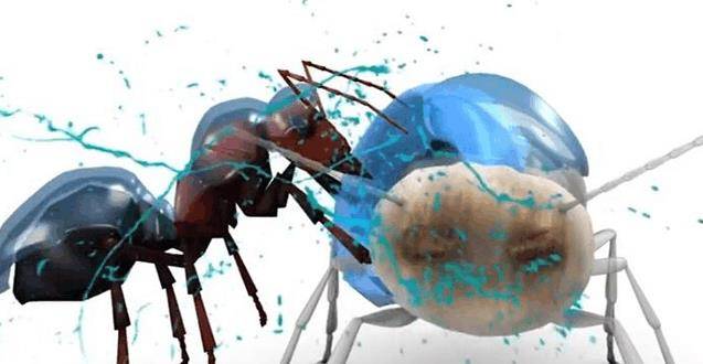 这种新型蚂蚁, 敌人靠近的时候会爆炸, 以自曝的方式保护家园