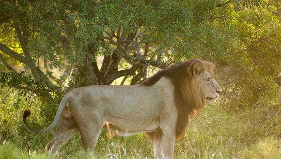 原创恩格拉拉里克完成在斯巴达狮群的使命带领成年的兄弟开始新的征程