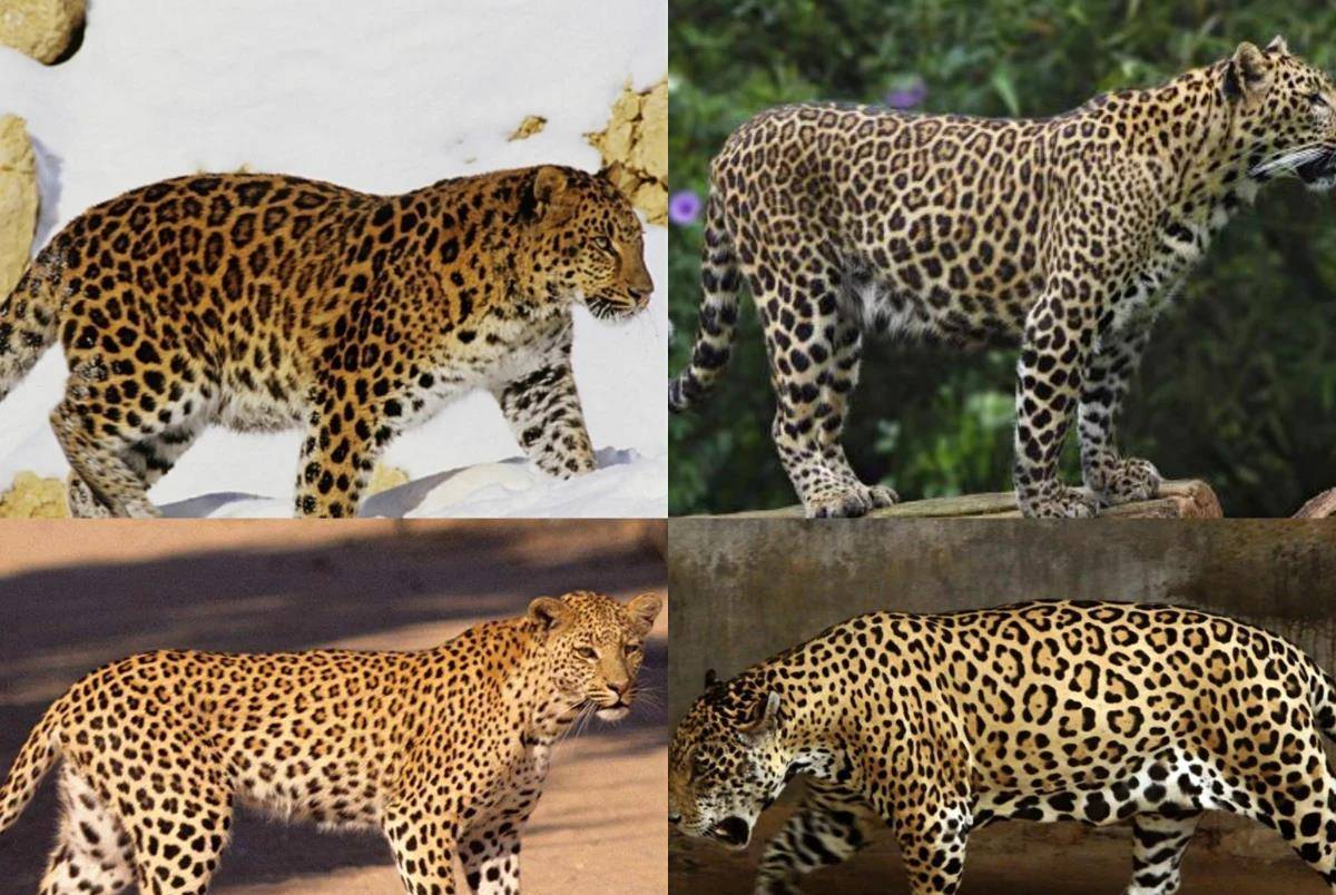 原创如何快速的区分猎豹花豹与美洲豹