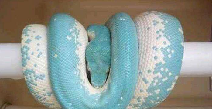 世界上最贵的蛇,它是基因变异的蛇,一只比一辆凯迪拉克还要贵