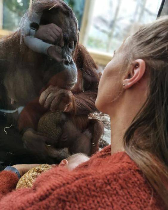 原创暖哭了:英国妈妈动物园里喂食母乳,母猩猩专注地看着还隔窗亲吻