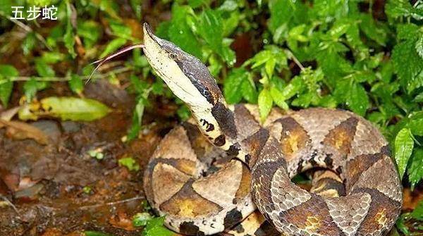 原创在我国最毒的蛇是哪种它能在世界毒蛇名号里排第几名