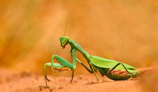 雄螳螂不仅不甘心被雌性吃掉还通过武力胁迫雌性交配