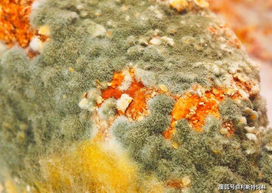 利斯特饲料分享雨季天气潮湿饲料发霉了怎么办这样处理可以降低损失