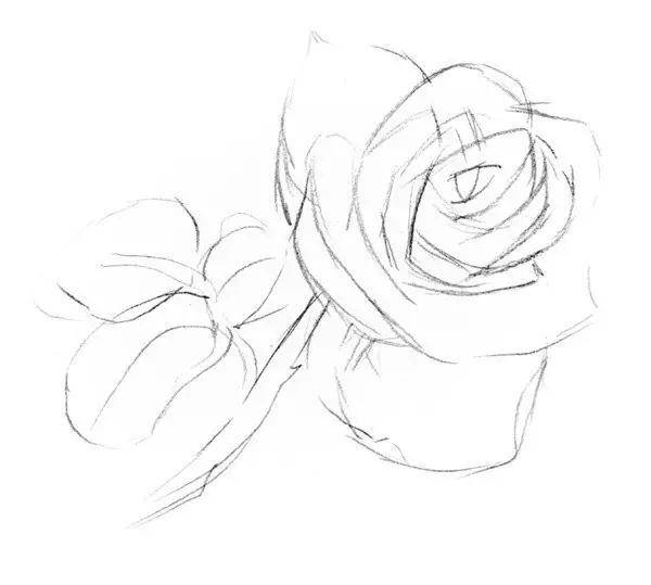 把多余的线条擦掉,仔细勾勒出玫瑰花的边缘线,要保证线条清晰.