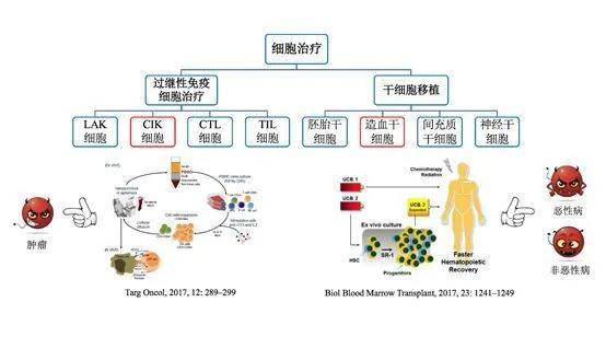 中芬咖 楷惺生物:细胞治疗,一个冉冉升起的"未来医学新支柱"