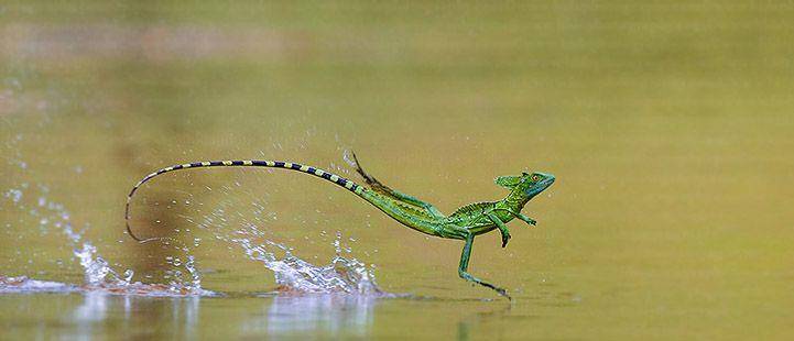 小蜥蜴会水上飞,虽然样子沙雕,但近看颜值高,跟耶稣还