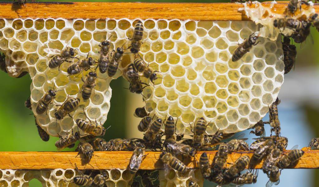 原创蜜蜂挂"胡子"一定是分蜂?养蜂人告诉你原因,网友:还有这回事