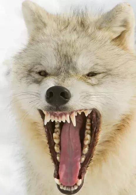 北极狼的牙齿