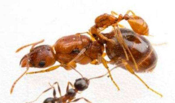 一种新发现的蚂蚁物种solenopsis inquilina的蚁后栖息在寄主蚂蚁的背