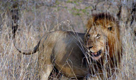 野生非洲雄狮的生存挑战大到超乎想象_成年
