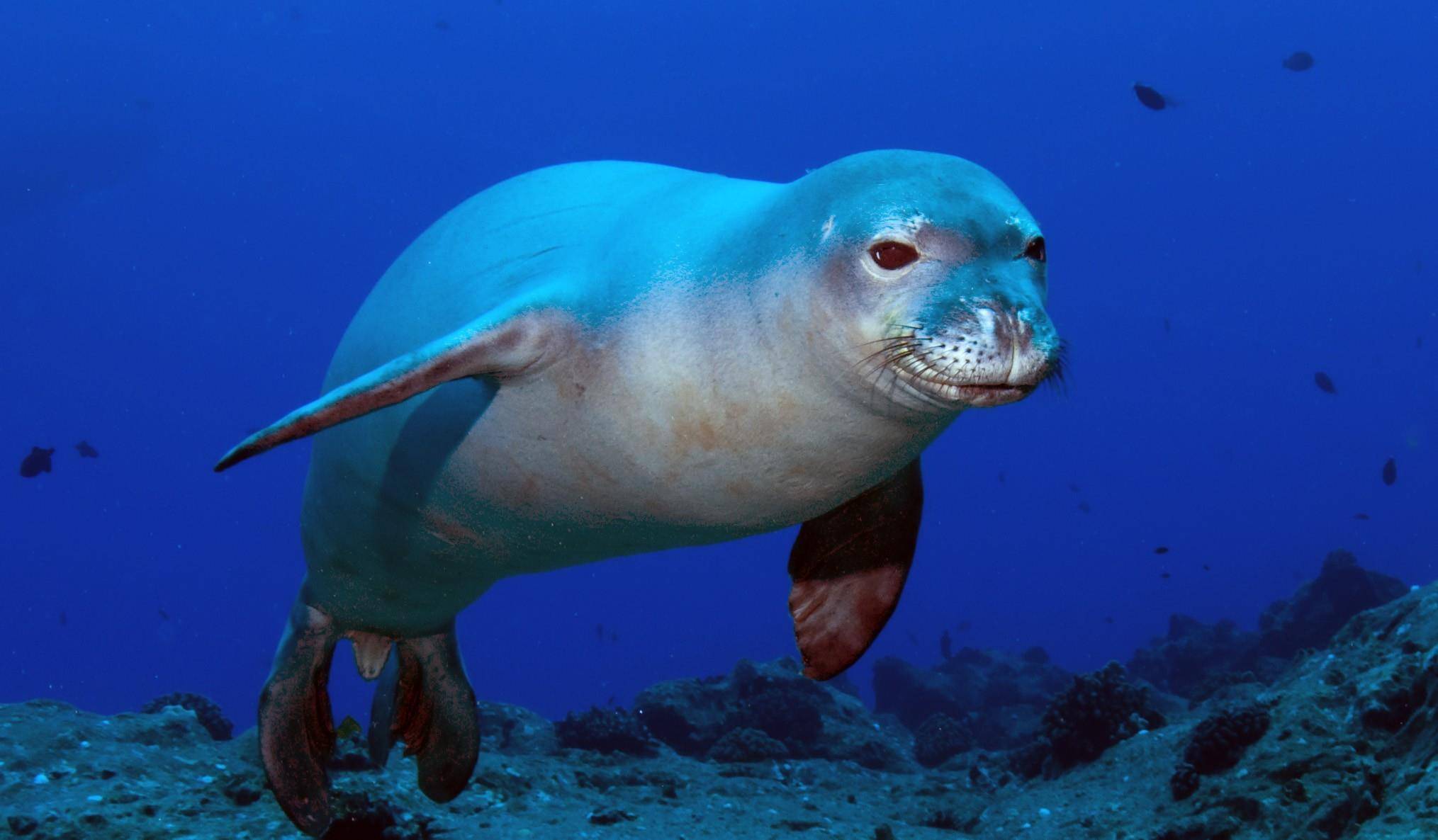 原创10种濒危的海洋生物