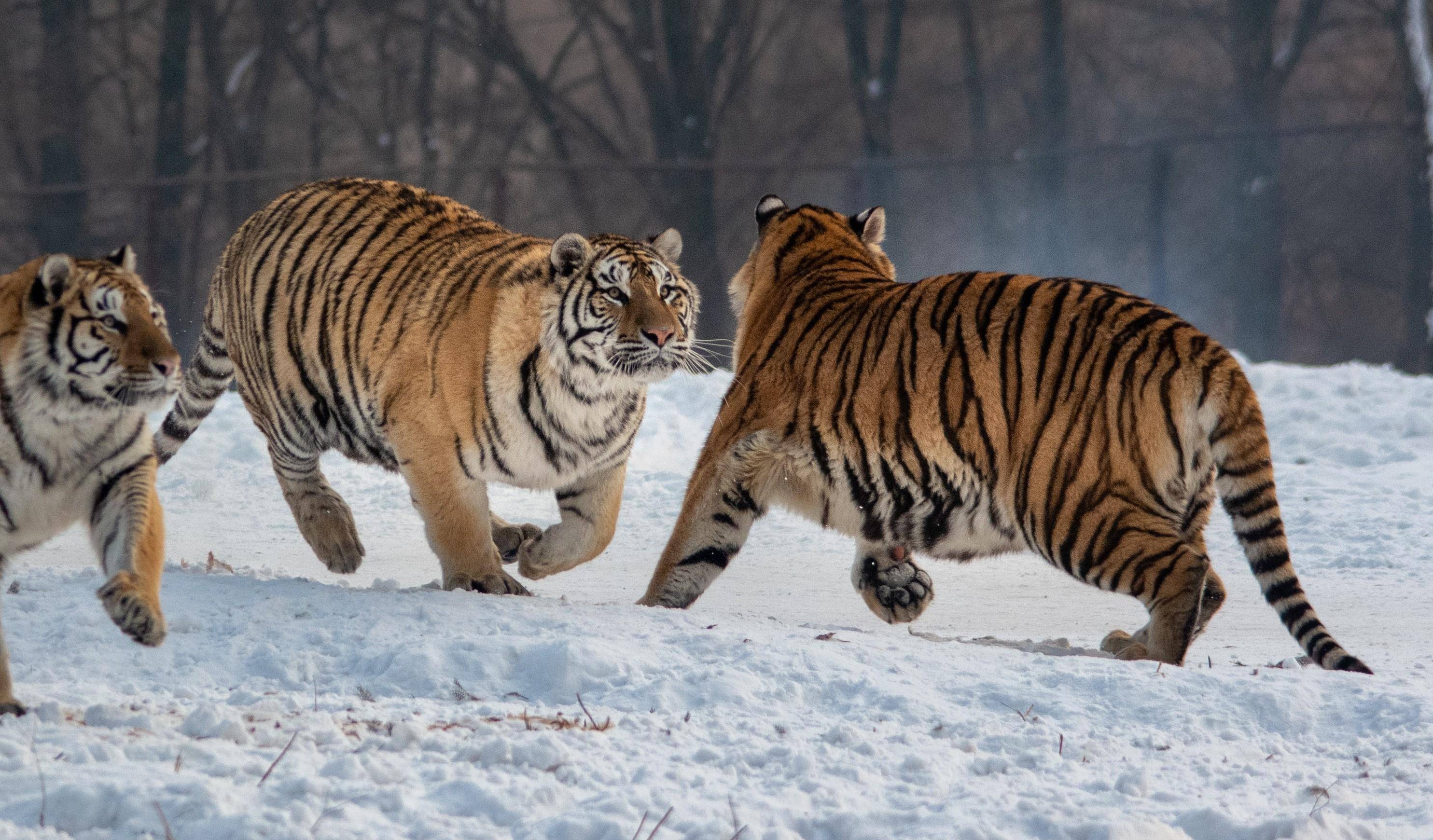 在吉林省和黑龙江省确立9个野生东北虎保护优先区,人工饲养东北虎约有
