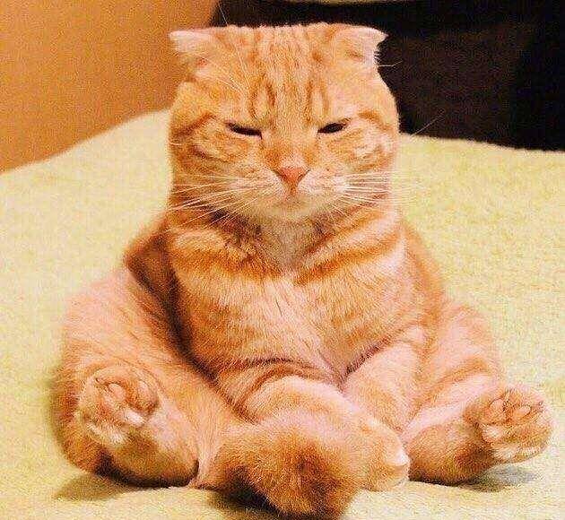 原创黑猫伸懒腰,不小心把屁股怼到橘猫脸上,两只猫的表情太有戏