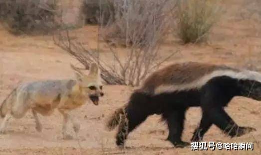 蜜獾大摇大摆闯进胡狼领地,两胡狼却不敢驱赶