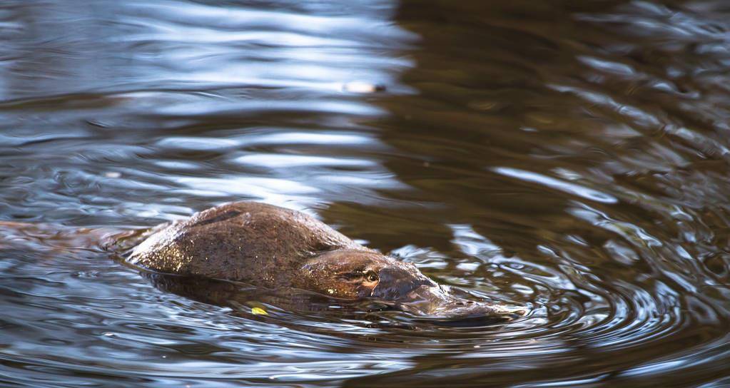 rareandelusiveaustralianduckbilledplatypus(ornithorhynchus