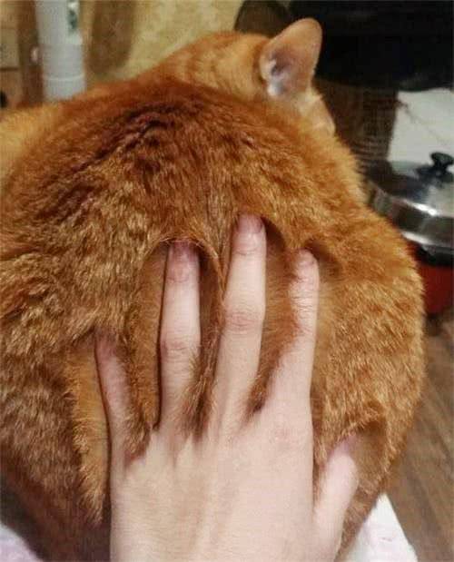 原创主人拍了橘猫屁股一巴掌后 竟有了这样的印记 网友 如来神掌?