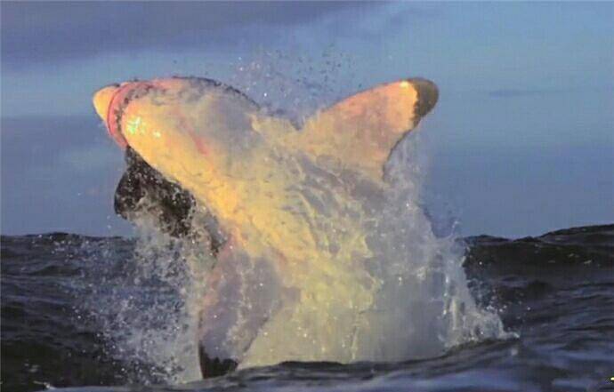 鲨鱼猎杀海狮全过程! 海洋霸主腾空而起的瞬间太霸气