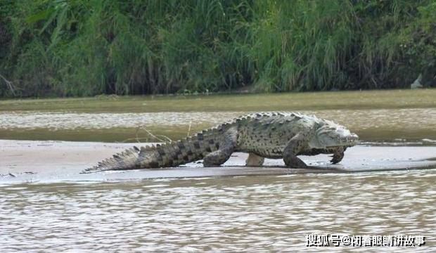 10年狂杀300人神出鬼没的食人巨鳄古斯塔夫至今仍下落不明