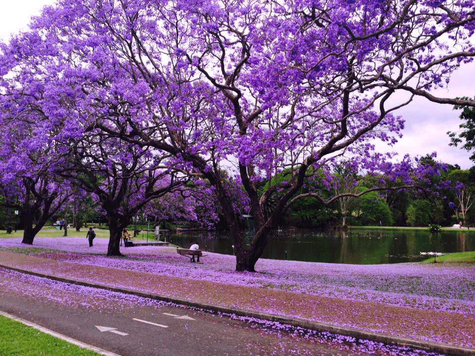 盛放时期,满树的紫蓝色花朵温柔又梦幻
