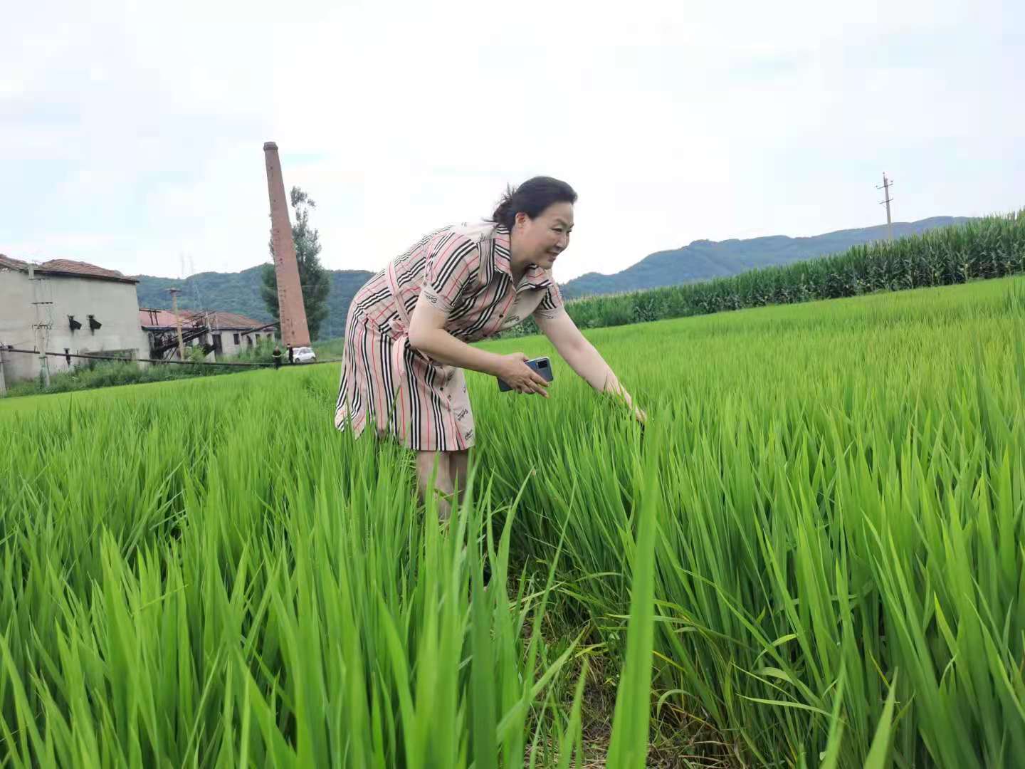 顺升农三位一体生态循环农业示范田扎根白山