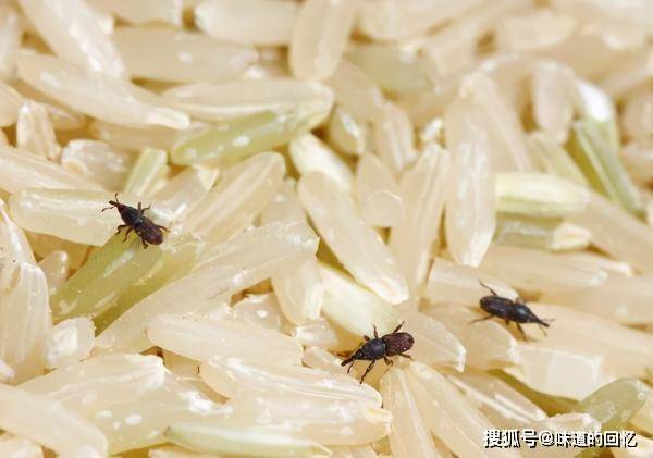 它们从哪来的?附麦牛防治方法