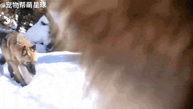 狼老大发现野外摄像机好奇狂舔,后面那只乖乖等待:轮到我了吗?