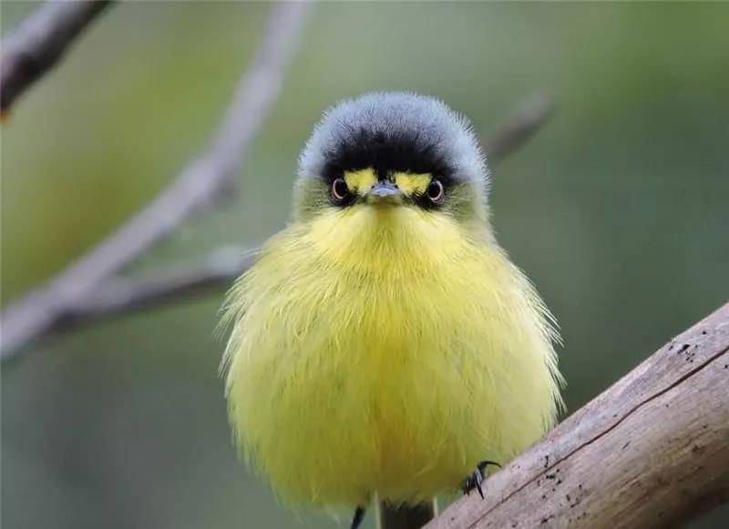 黄腰黄喉林莺(yellow-rumped warbler)