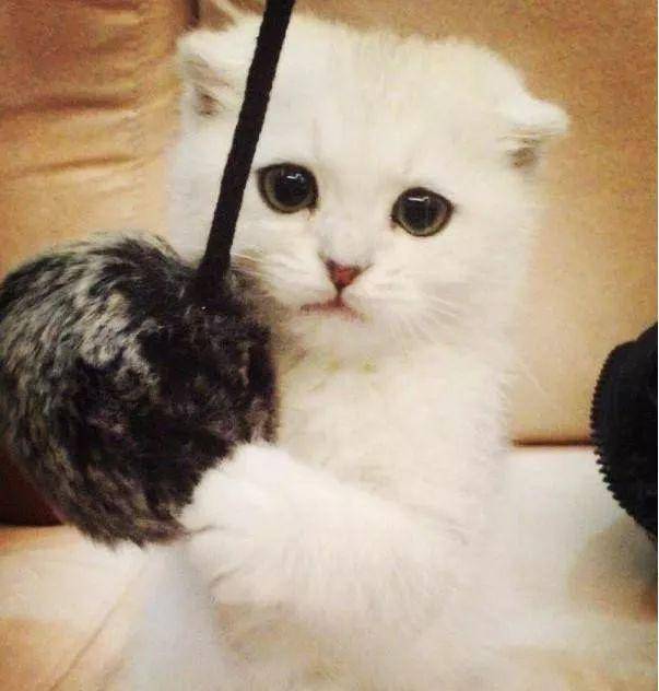 宠物界最萌的四种猫,布偶猫仅排第二,第一名看见它心都化了!
