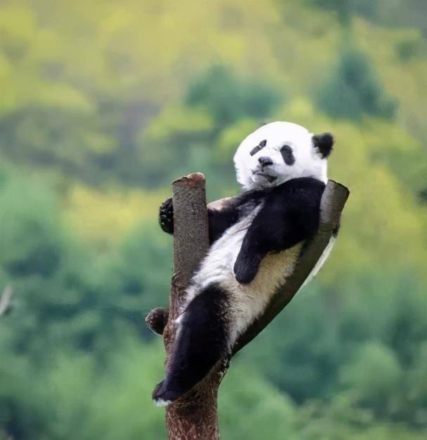 国宝熊猫档案|从战火中走向世界_英国