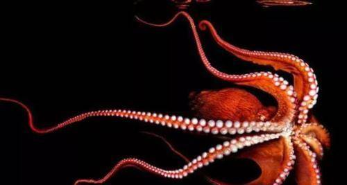 原创深海巨鱿世界上最大的鱿鱼大王酸浆鱿