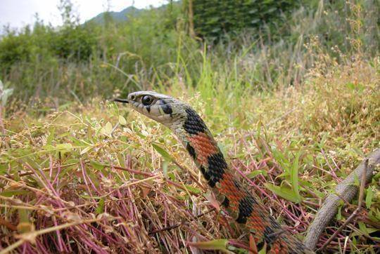 原创被广泛争议的一种蛇类野鸡脖子蛇到底是无毒蛇还是有毒蛇