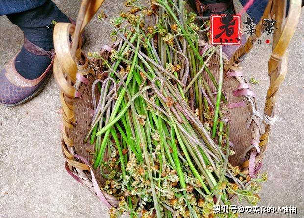 它既是"山菜之王,又是"吉祥菜,大量出口国外,4月快尝尝